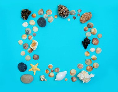 Mavi arka planda deniz kabukları. Sahil tatili veya bronzlaştırıcı kozmetikler hakkında metin eklemek için arkaplan resmi.