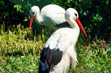 Doğada bir çift leylek. Vahşi doğada yaşayan kuşlar.