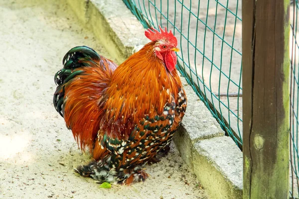 Domestic birds. Beautiful rooster in an aviary.