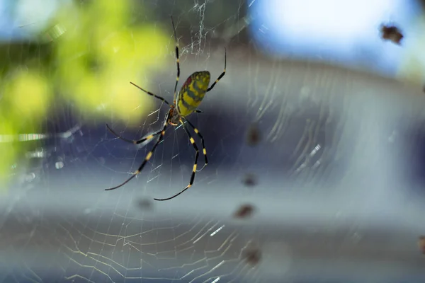 大きなスズメバチのクモは緑の背景に網に座っています。Argiope Bruennichi 、またはフラットスパイダーワスプ。Argiope brenichi彼の犠牲者を食べる, araneorphクモの種.マクロで黒黄色のオスのクモ. — ストック写真