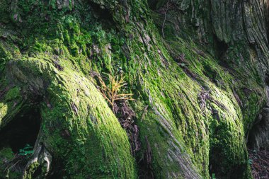 Fujiyoshida şehri, Yamanashi Bölgesi, Kitaguchi Hongu Fuji Sengen Jinja tapınağının Japonya ana kapısı. Fuji Dağı 'nın Kuzey Kapısı
