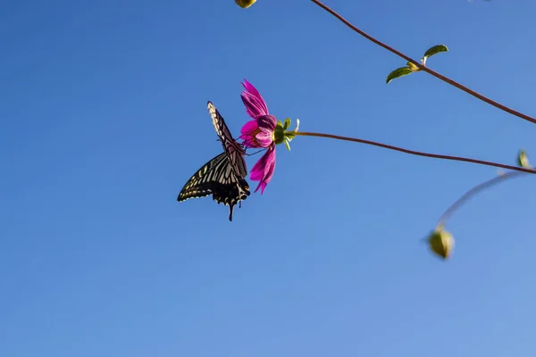 Papilio Machaon Ласточка Старого Света Бабочка Идеальные Макродетали Розовом Цветке — стоковое фото