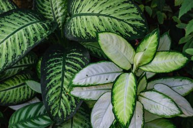Dumbcane Leaves, bir Dumbcanes yaprağı türü.