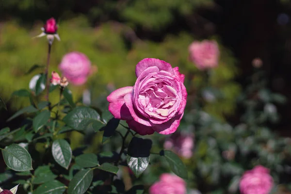 日没の光で春の庭で美しいピンクの新鮮な牡丹 休日に優しいお祝い 自然な花の背景 趣味としての園芸と成長の花 — ストック写真