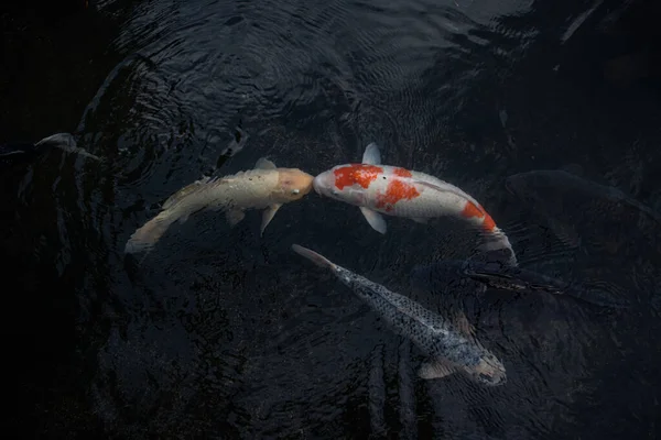 Detalhe Colorido Koi Fishs Koi Carp Nadando Dentro Lagoa Peixes — Fotografia de Stock