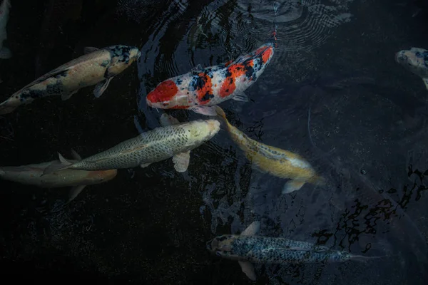 Détail Koi Fishs Colorés Carpe Koi Nageant Intérieur Étang Poissons — Photo