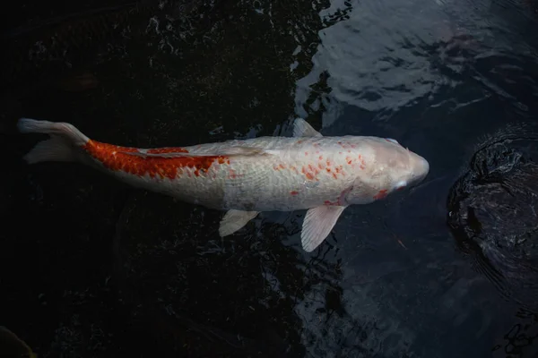 Détail Koi Fishs Colorés Carpe Koi Nageant Intérieur Étang Poissons — Photo