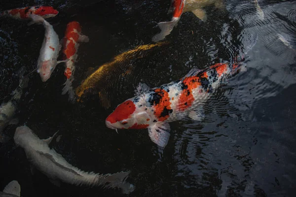 Détail Koi Fishs Colorés Carpe Koi Nageant Intérieur Étang Poissons — Photo