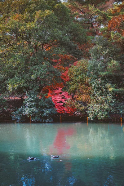 两只野鸭在黑暗的池塘里的水里 秋天飘浮 秋天落叶 尽收眼底 美丽的秋天自然 秋天十月季节动物 景观背景 鲜红的橙色自然色彩 — 图库照片