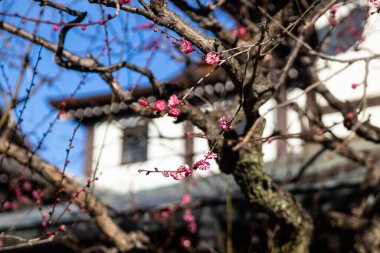 Güzel pembe şeftali ağacı çiçekleri, koyu mavi gökyüzü ile birlikte çiçek açarlar. Görüntünün bazı kısımları sığ alan derinliği ve geniş odak uzaklığı nedeniyle maviye boyanmıştır