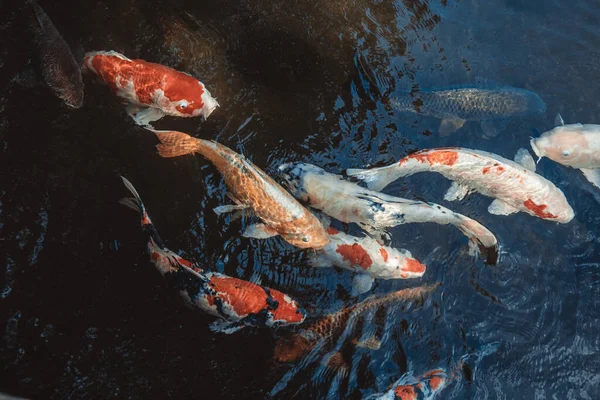 Détail de Koi Fishs colorés ou carpe de Koi nageant à l'intérieur de l'étang de poissons à la journée ensoleillée, espèces de poissons japonaises, de nombreux motifs colorés, aucun foyer, en particulier. — Photo