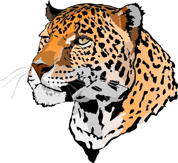 Leopardo — Vettoriale Stock