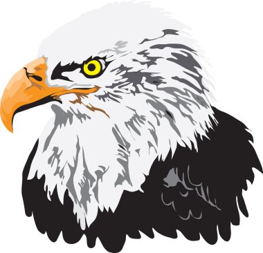 kartal baş vektör