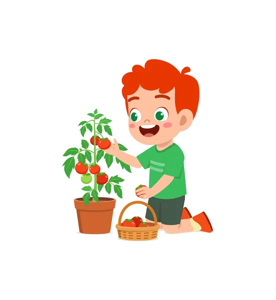 かわいい男の子が庭でトマトを収穫 — ストックベクタ