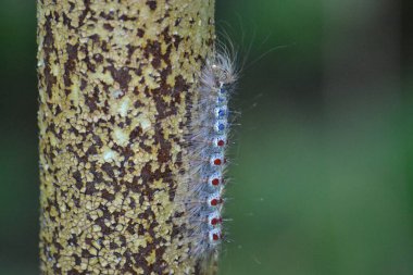 Paslı bir borunun üzerindeki tırtıl.