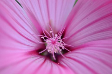 Çiçek pembe, yakın çekim
