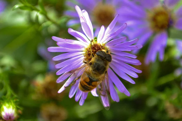 Pszczoła Purpurowym Kwiecie Szczelnie Góry — Zdjęcie stockowe