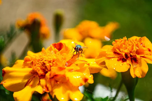 Owady Żółtych Kwiatach Zbliżenie — Zdjęcie stockowe