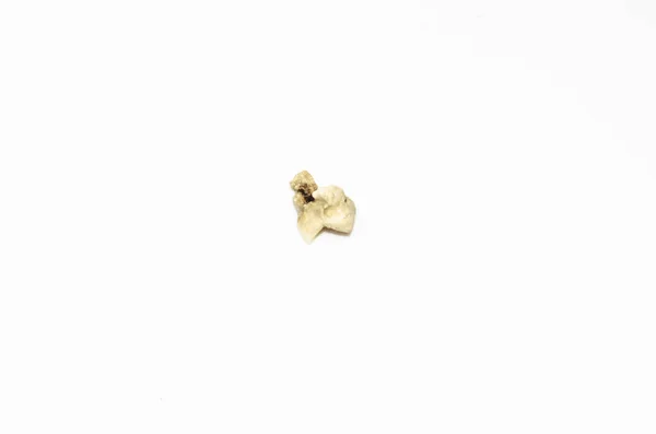 Cat Tooth Fell Out Dental Chamber White Background — Stockfoto