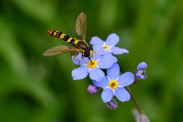 Owady Kwiatach Myosotis Zbliżenie — Zdjęcie stockowe