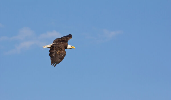 American Eagle Gliding Through The Air