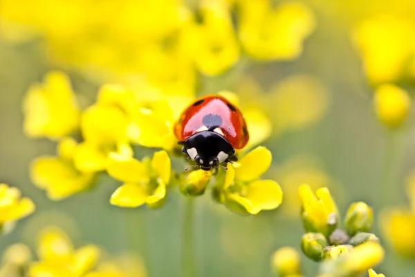 Ladybug On Yellow Flowers — Stock Photo, Image