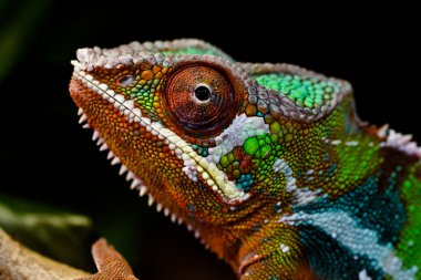 Panter bukalemun furcifer pardalis