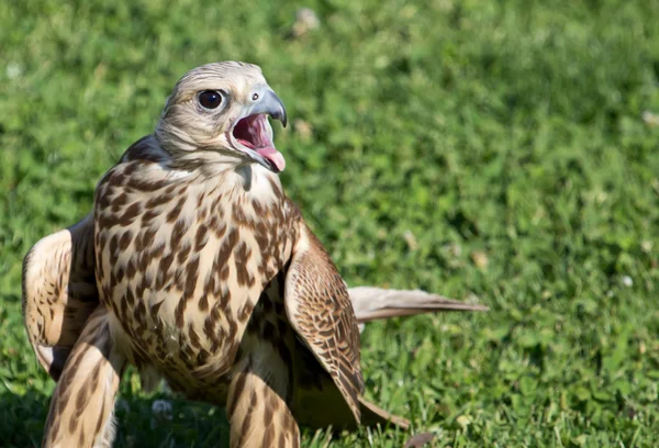 Saker γεράκι falco cherrug — Φωτογραφία Αρχείου
