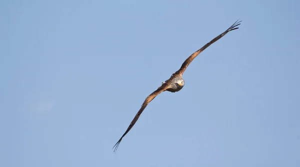 Red Kite Gliding Through The Air