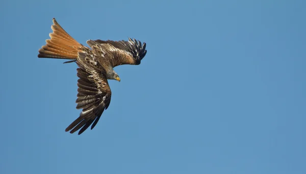 Red Kite Spotting Prey — Stock Photo, Image