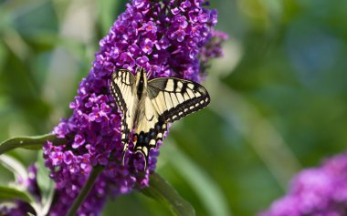Leylak Swallowtail kelebek