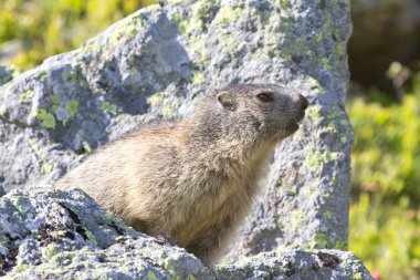 bir taş üzerinde casusluk nocky dağlar Dağ sıçanı