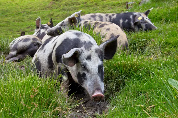 Cerdos acostados en la hierba —  Fotos de Stock