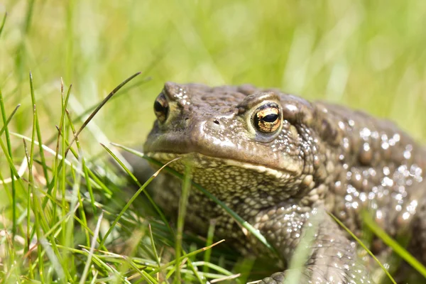 Toad In Grass — Stock Photo, Image