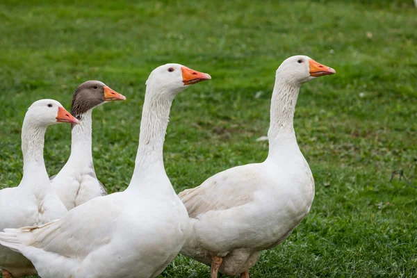 Four Geese In The Backyard — Stock Photo, Image