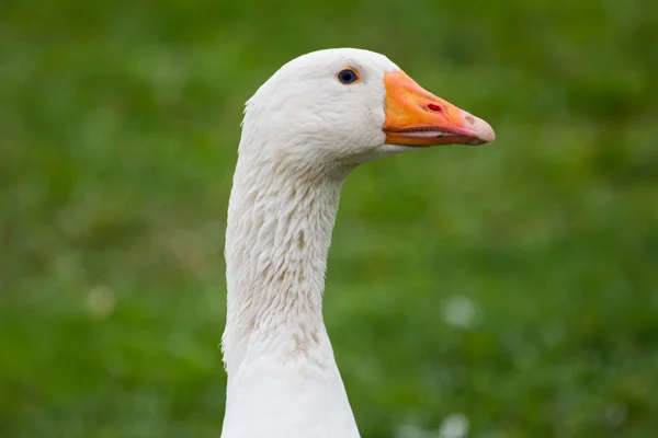 Single Goose Grass Background — Stock Photo, Image