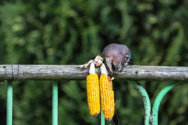 Jay recogiendo maíz de mazorca de maíz — Foto de Stock