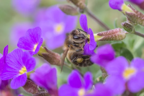 Abeja de miel recogiendo polen de flores púrpuras —  Fotos de Stock