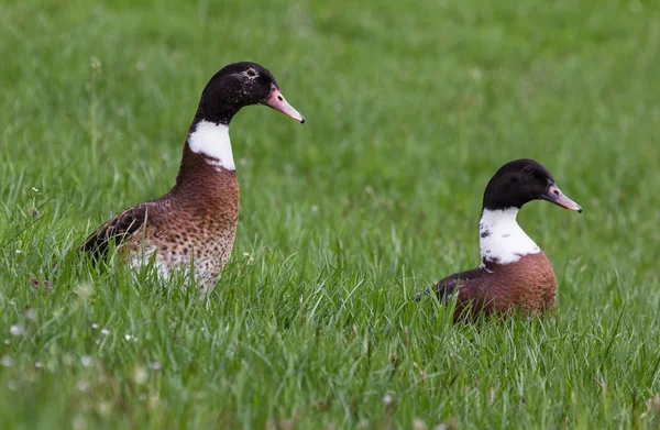 Dois patos sentados na grama — Fotografia de Stock