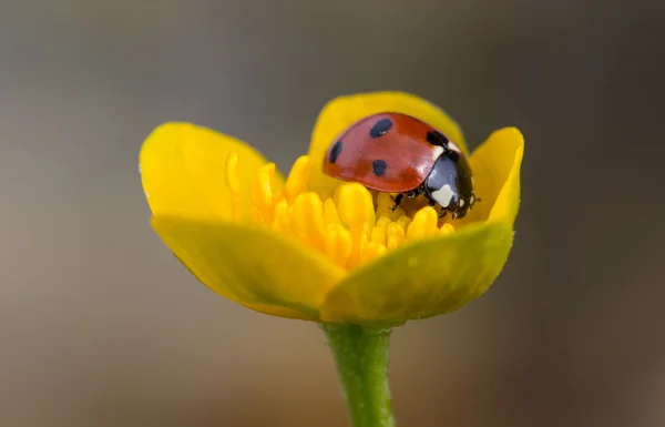 Coccinelle sur Kingcup — Photo