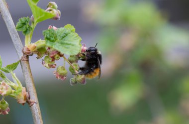 Kırmızı kuş üzümü çiçeği gelen nektarı yudumlarken bumblebee