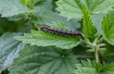 küçük kaplumbağa kabuğu tırtıl