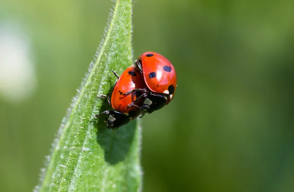 Piggyback Ladybugs — Stock Photo, Image