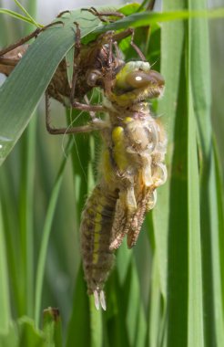 onun larva ortaya çıkan ortak clubtail