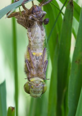 onun larva ortaya çıkan ortak clubtail