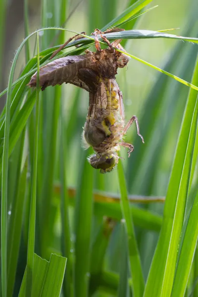 Clubtail comum emergindo de sua larva — Fotografia de Stock