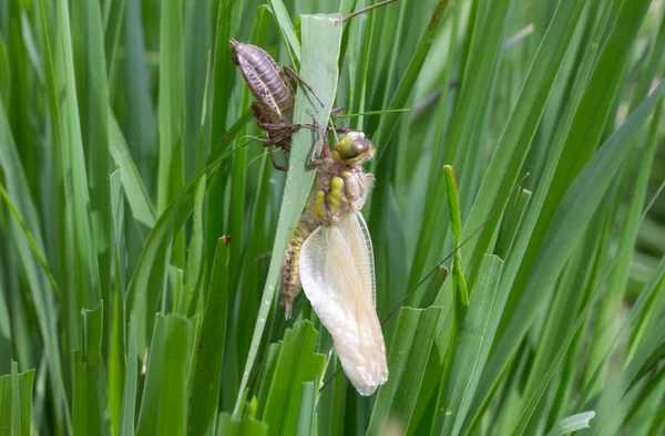 Common Clubtail Emerging From Its Larva — Stock Photo, Image