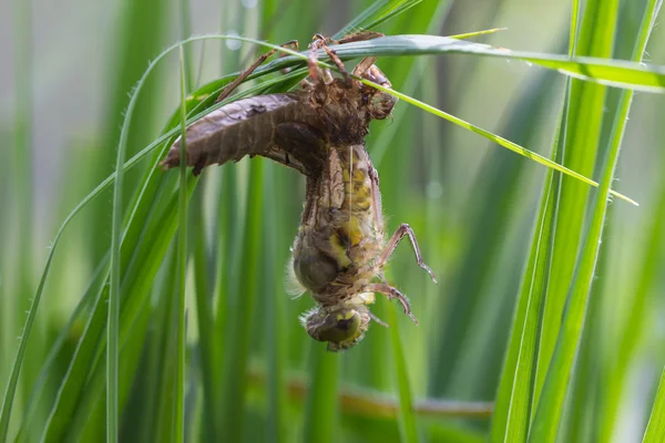 Clubtail comum emergindo de sua larva — Fotografia de Stock