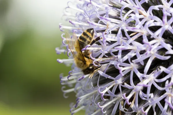 Abeja al revés en el cardo —  Fotos de Stock