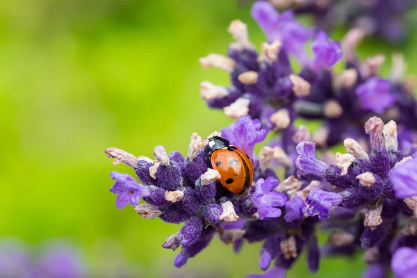 Ladybug On Lavender — Stock Photo, Image